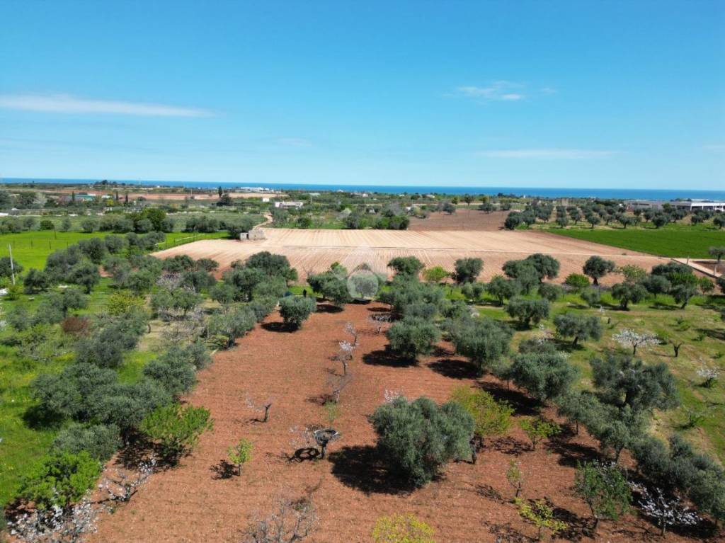 immagine annuncio 1 di 8