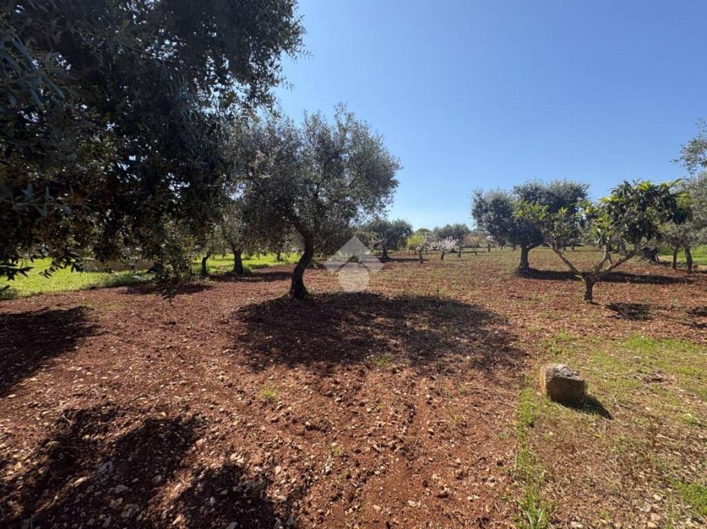 immagine annuncio 3 di 8