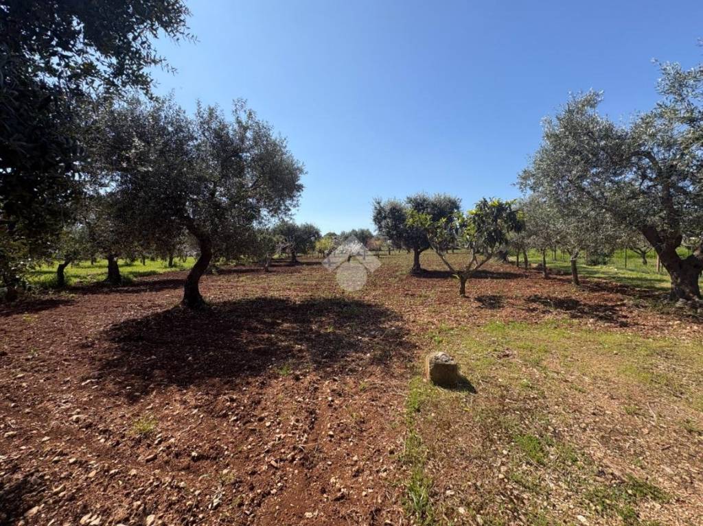 immagine annuncio 4 di 8