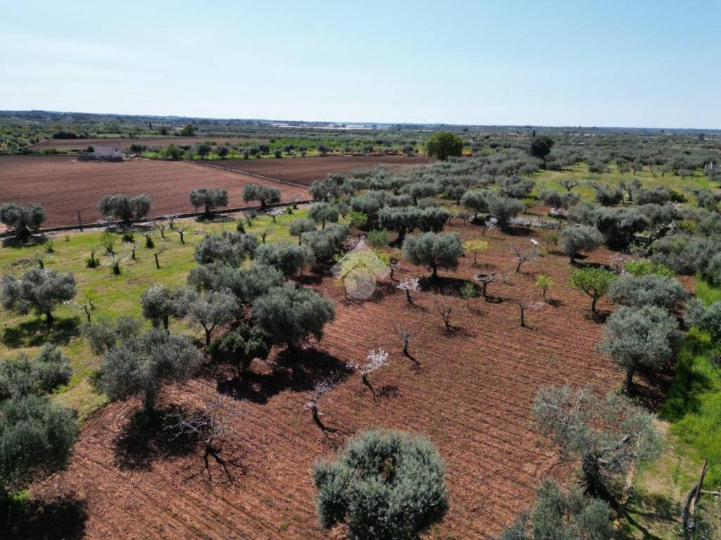 immagine annuncio 5 di 8