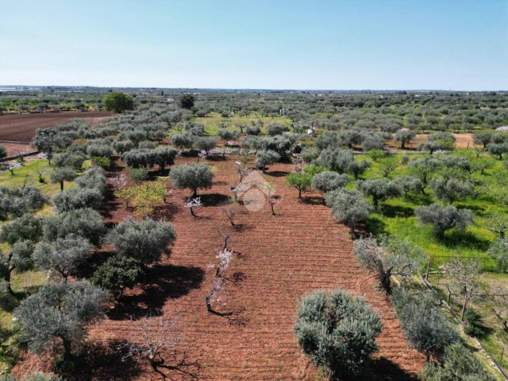 immagine annuncio 6 di 8