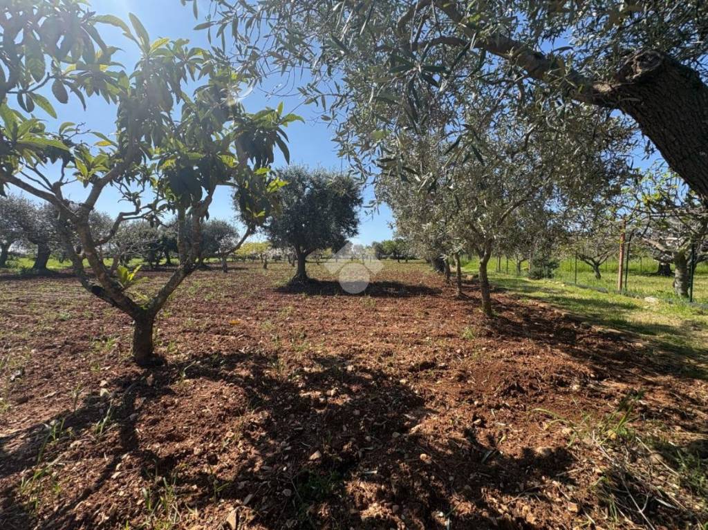 immagine annuncio 7 di 8