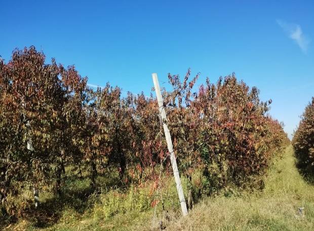 immagine annuncio 2 di 7