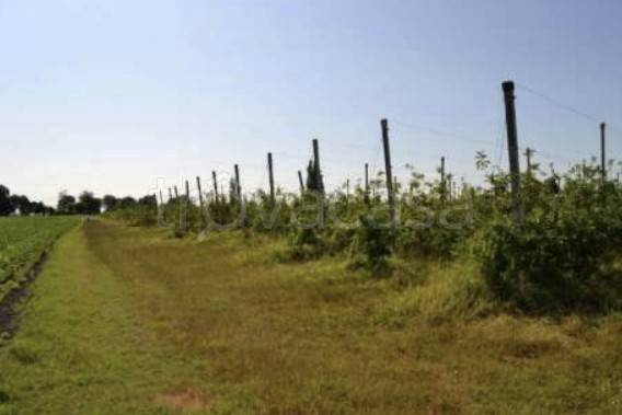 immagine annuncio 4 di 8