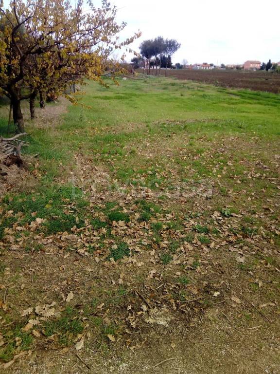 immagine annuncio 3 di 8