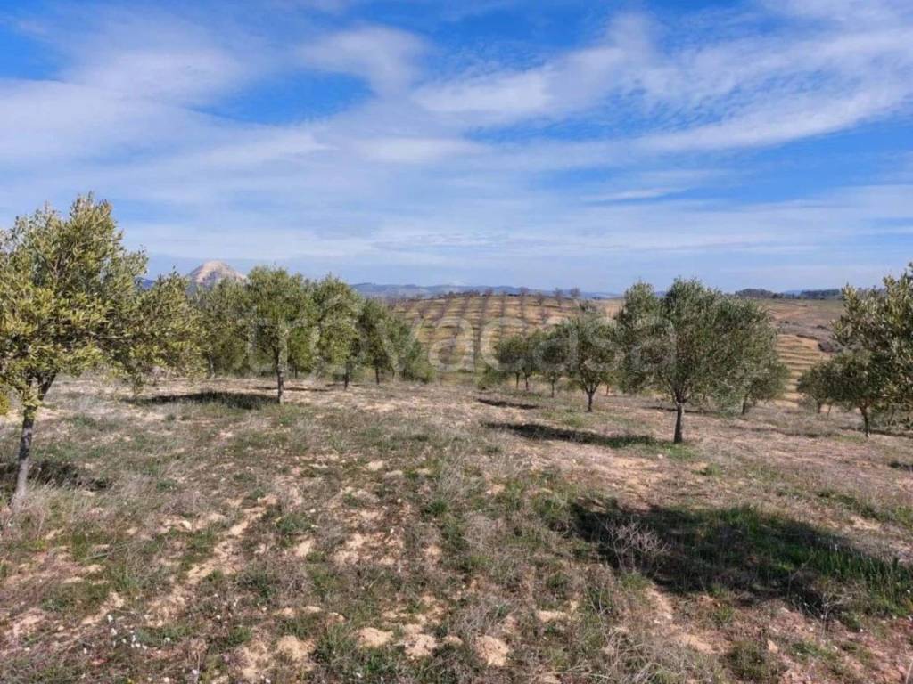 immagine annuncio 10 di 11