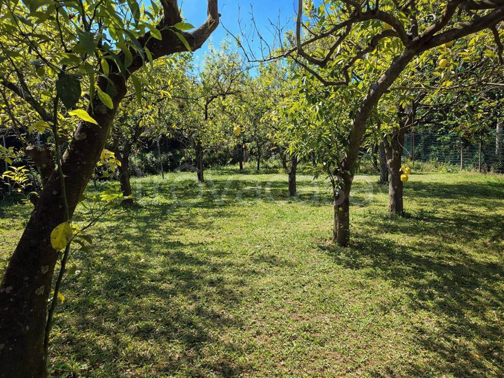 immagine annuncio 7 di 8