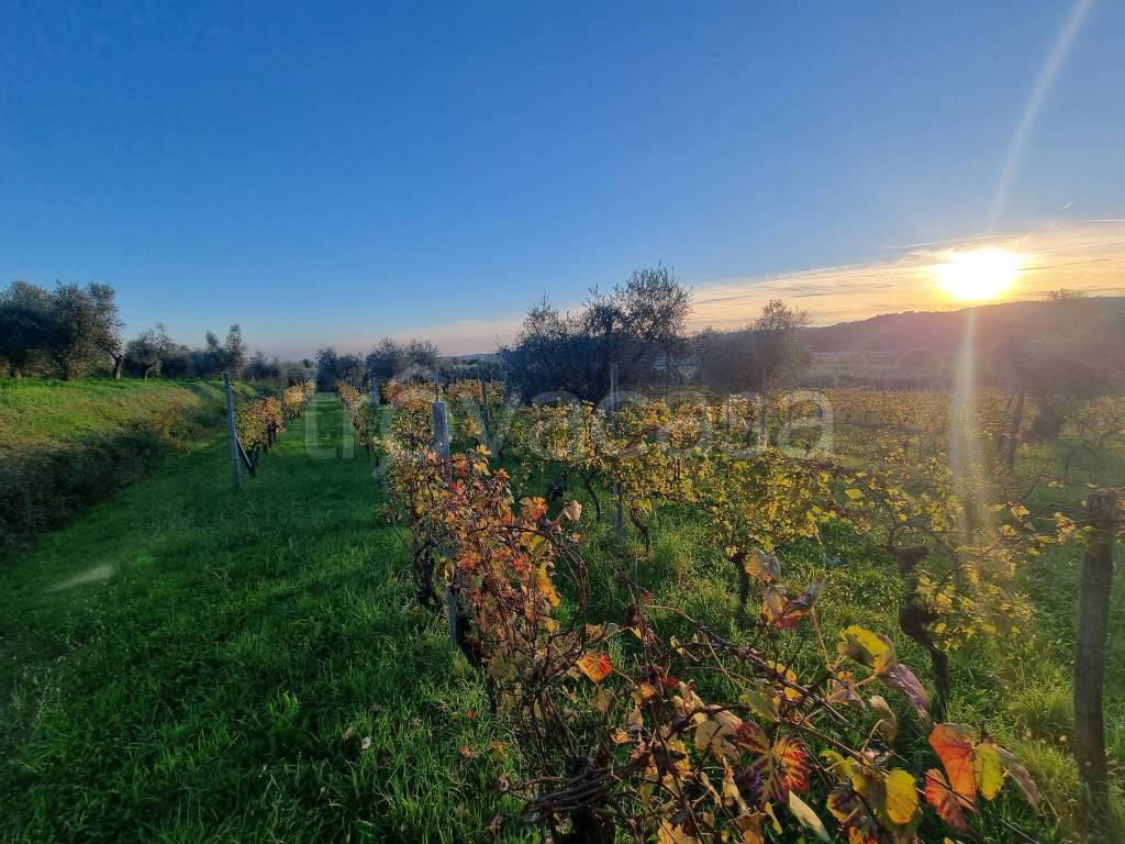 immagine annuncio 5 di 11