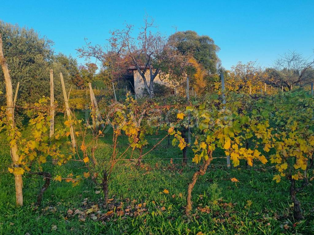 immagine annuncio 9 di 11