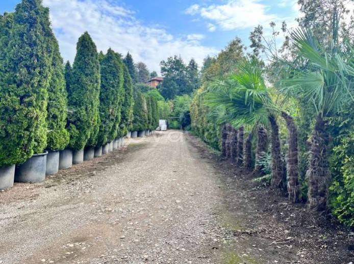 immagine annuncio 6 di 13