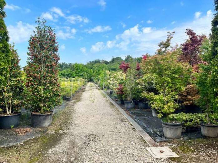 immagine annuncio 9 di 13