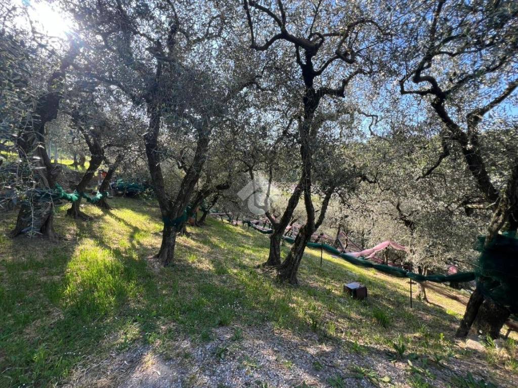 immagine annuncio 9 di 14