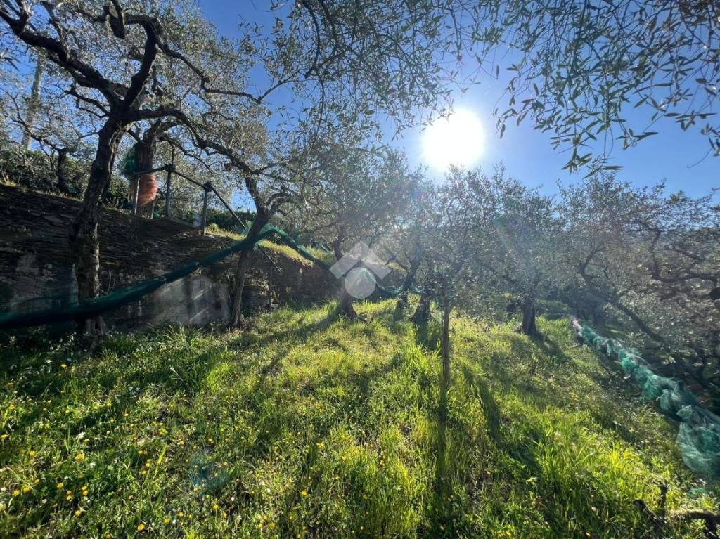 immagine annuncio 11 di 14