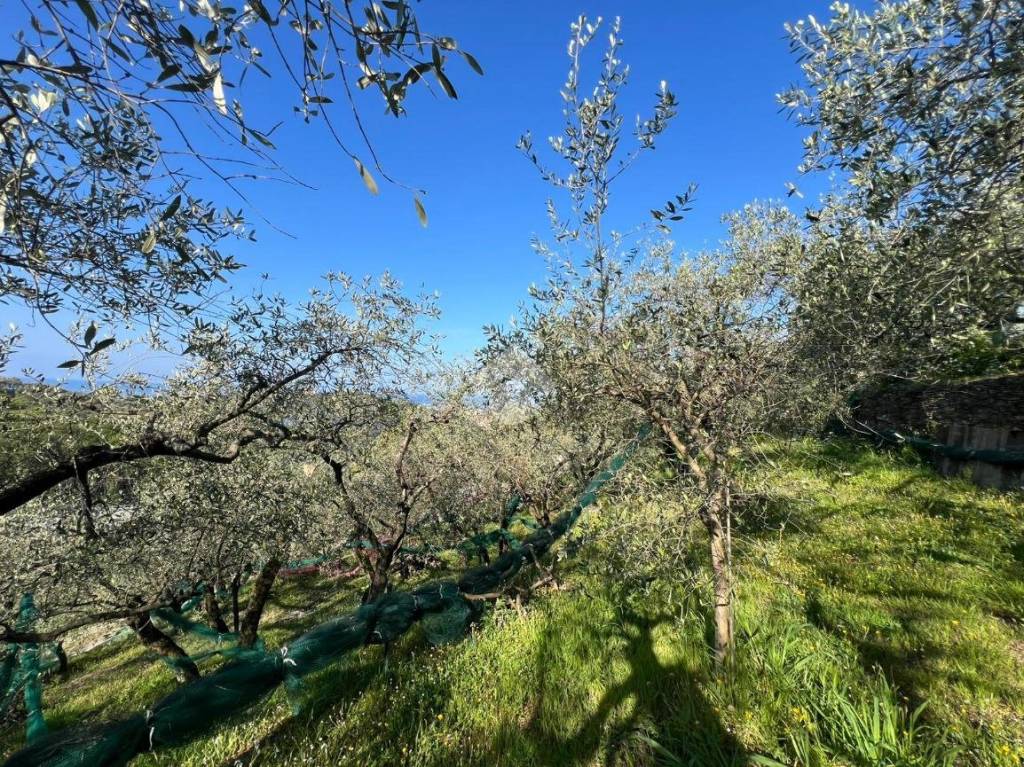 immagine annuncio 12 di 14