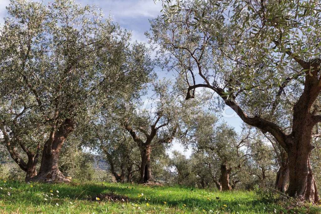 immagine annuncio 2 di 7