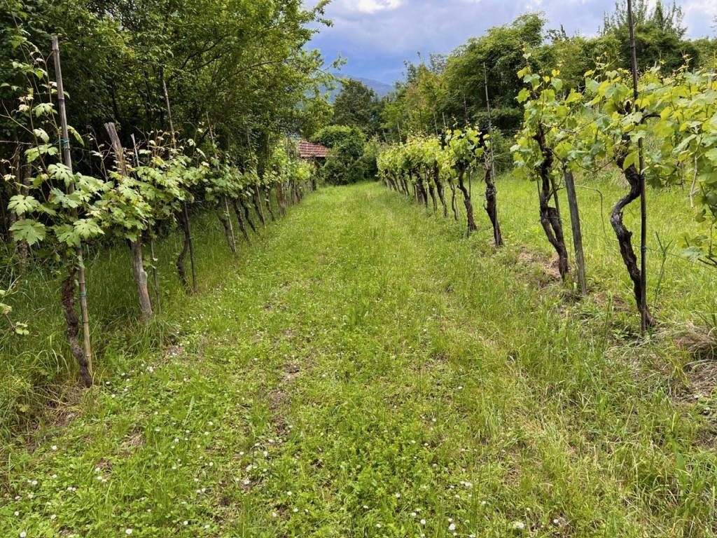 immagine annuncio 7 di 14