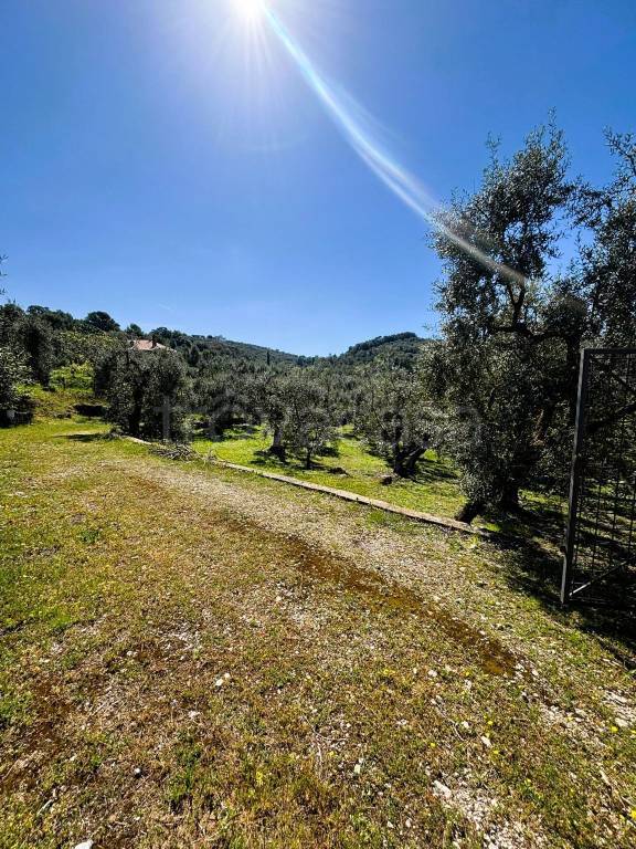 immagine annuncio 2 di 12