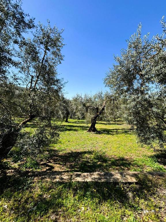 immagine annuncio 5 di 12