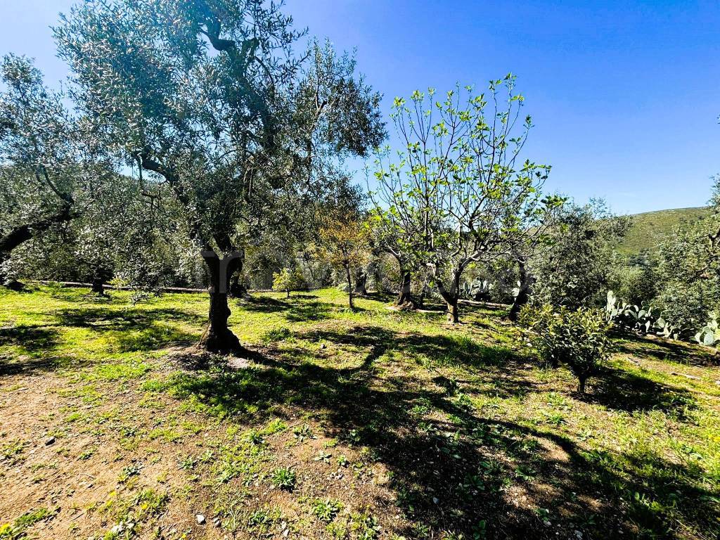 immagine annuncio 10 di 12