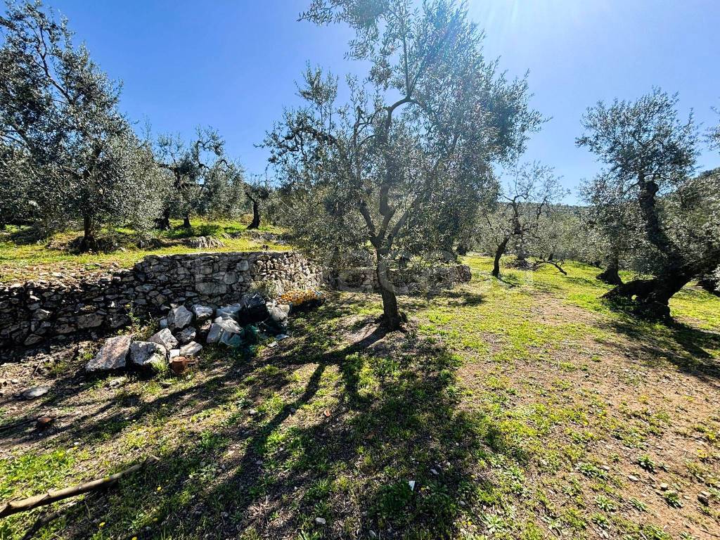 immagine annuncio 11 di 12