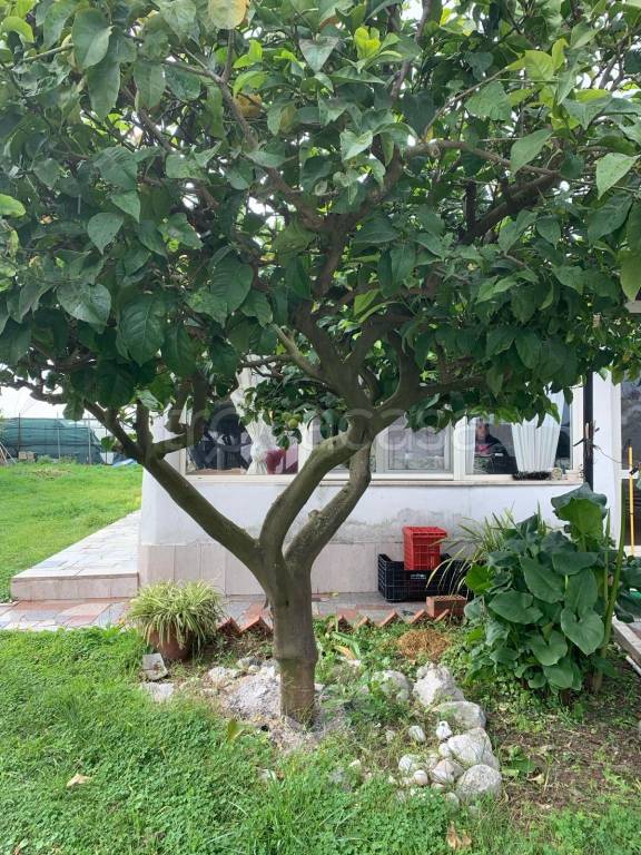 immagine annuncio 2 di 6