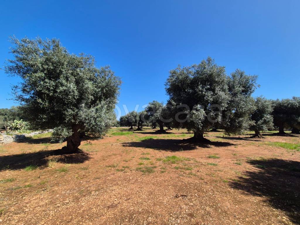 immagine annuncio 10 di 13