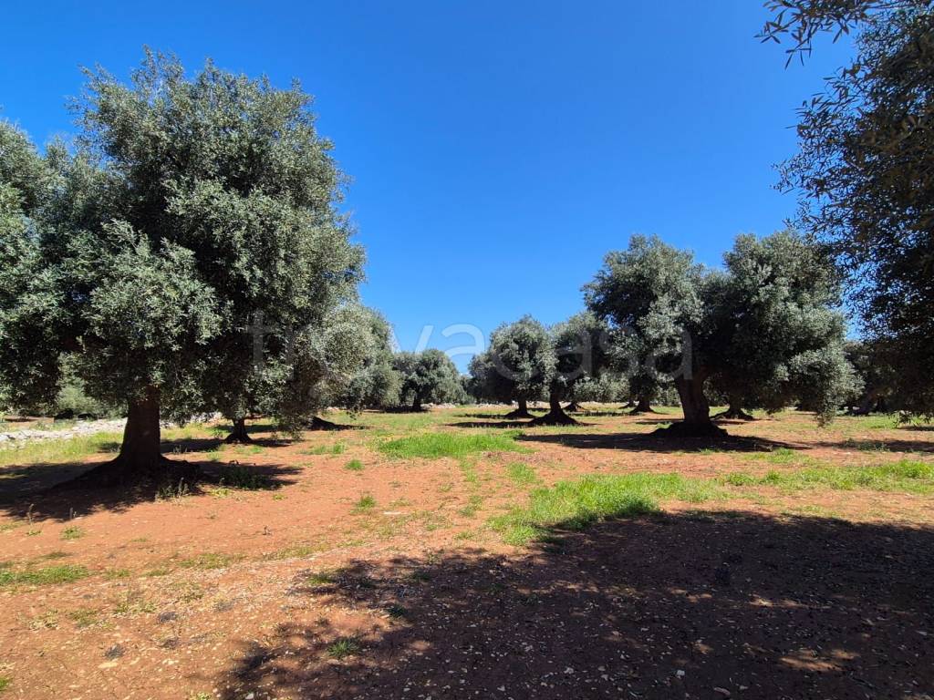 immagine annuncio 11 di 13