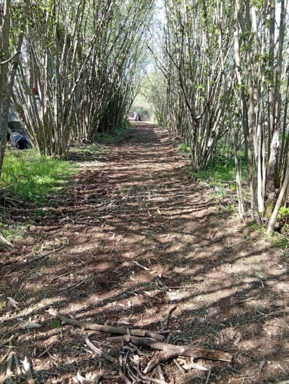 immagine annuncio 4 di 9