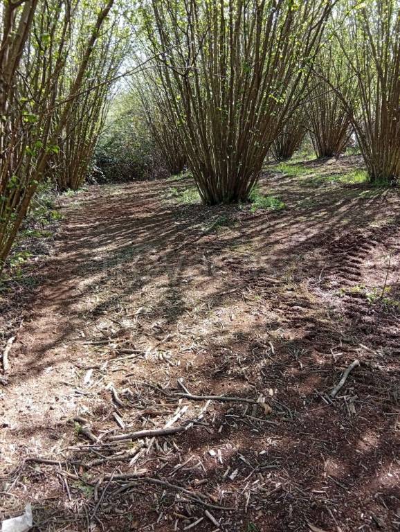 immagine annuncio 6 di 9