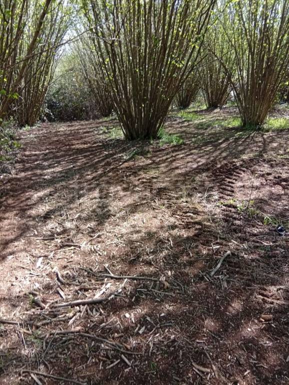 immagine annuncio 7 di 9