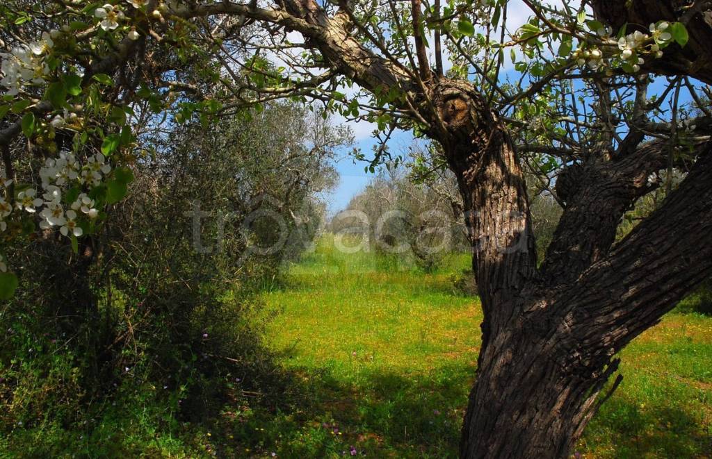 immagine annuncio 2 di 9