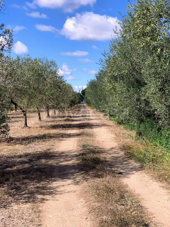 immagine annuncio 4 di 8