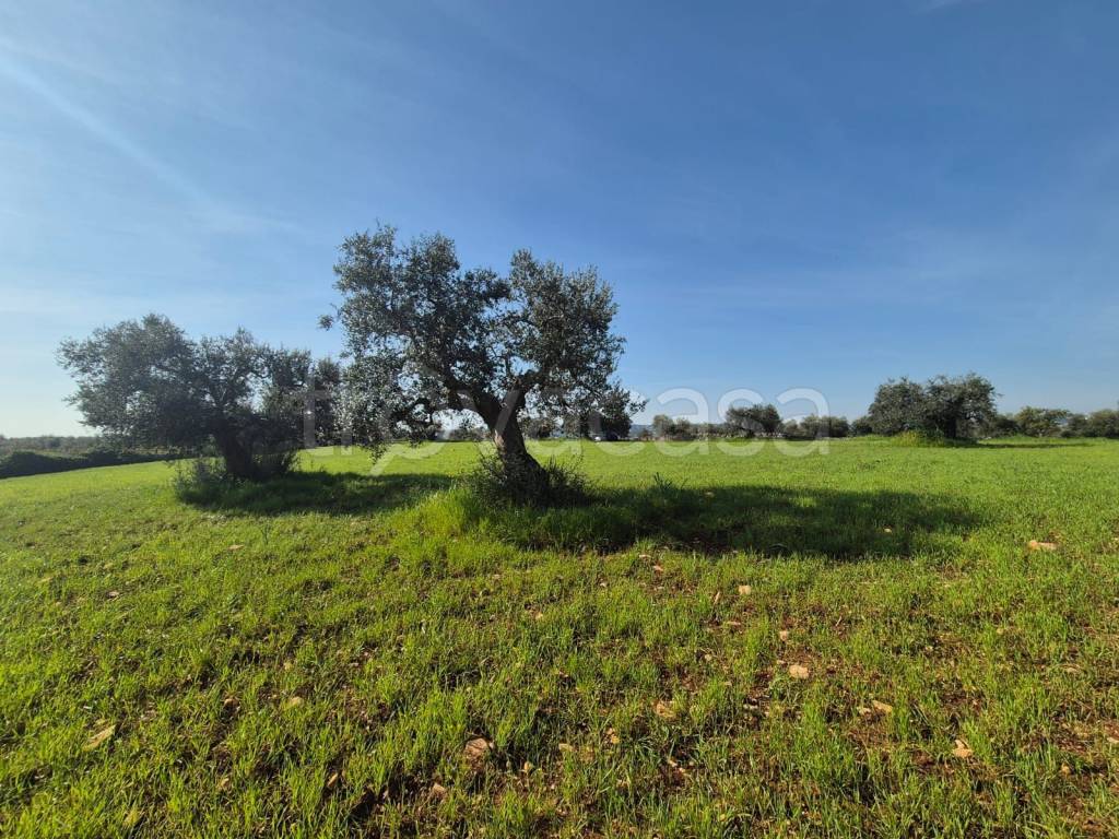 immagine annuncio 11 di 13