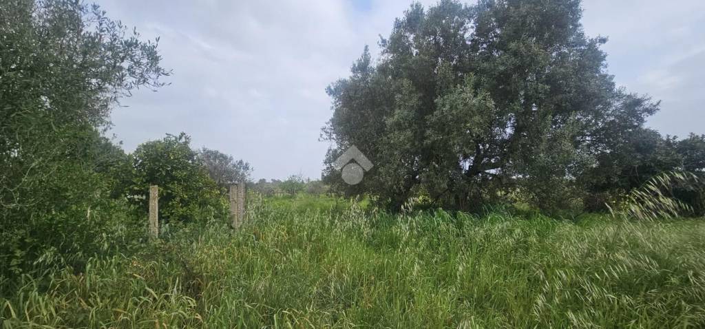 immagine annuncio 9 di 14