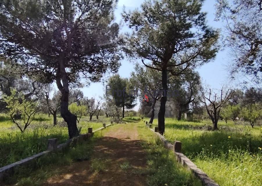 immagine annuncio 6 di 10