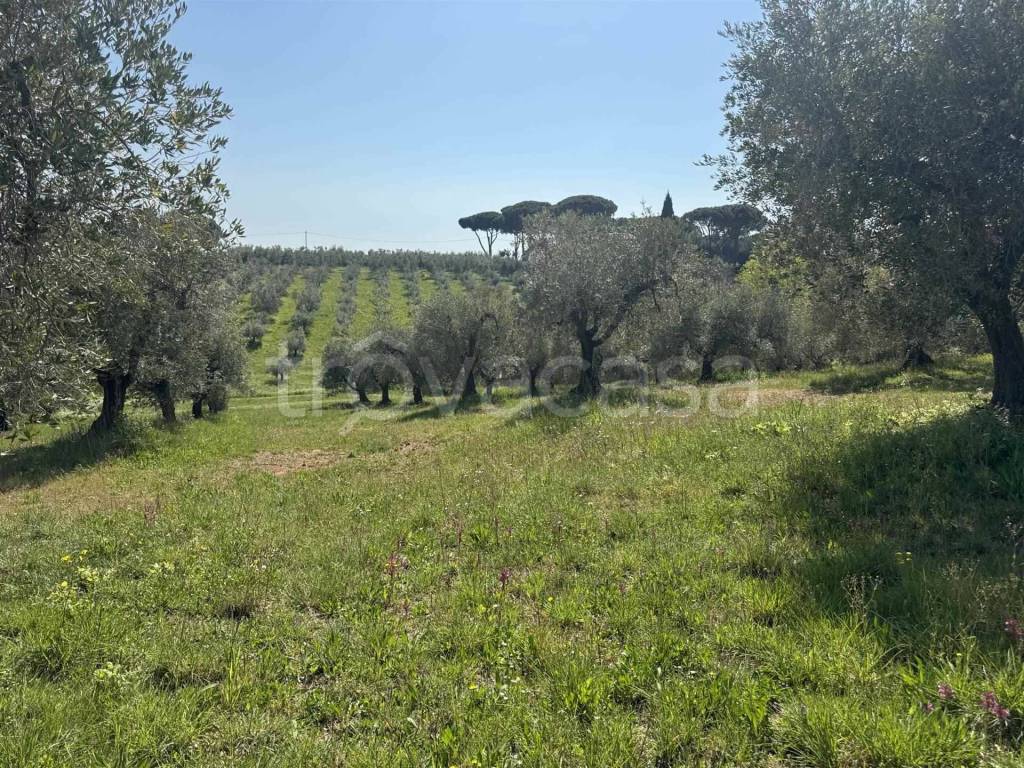 immagine annuncio 1 di 4