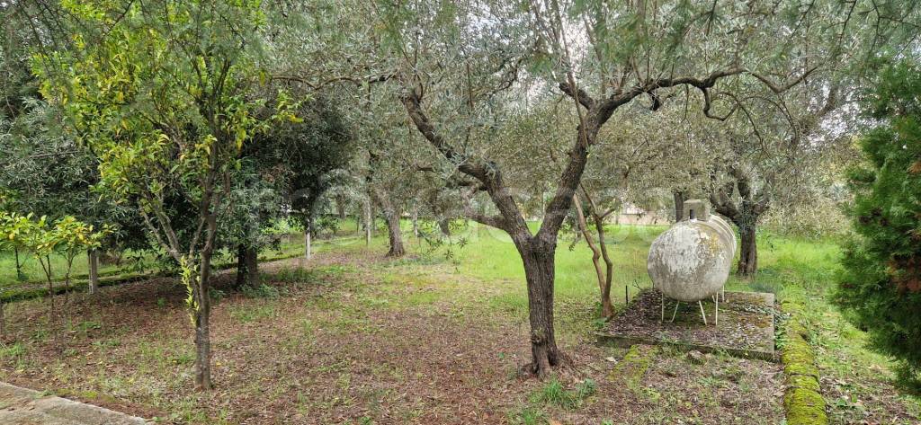 immagine annuncio 11 di 12