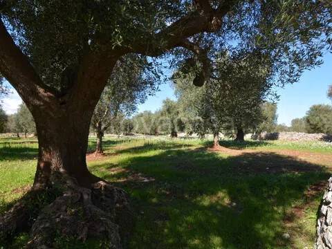 immagine annuncio 1 di 11