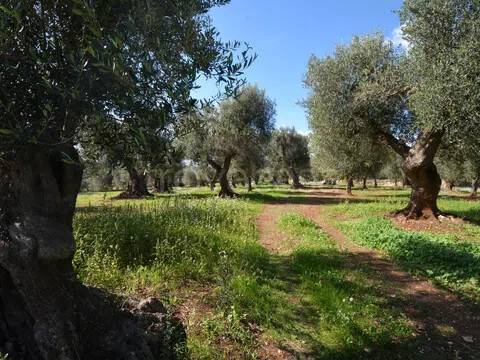 immagine annuncio 10 di 11