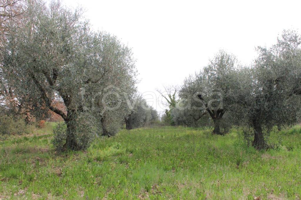 immagine annuncio 3 di 7