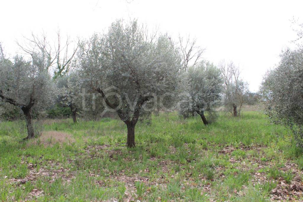immagine annuncio 4 di 7