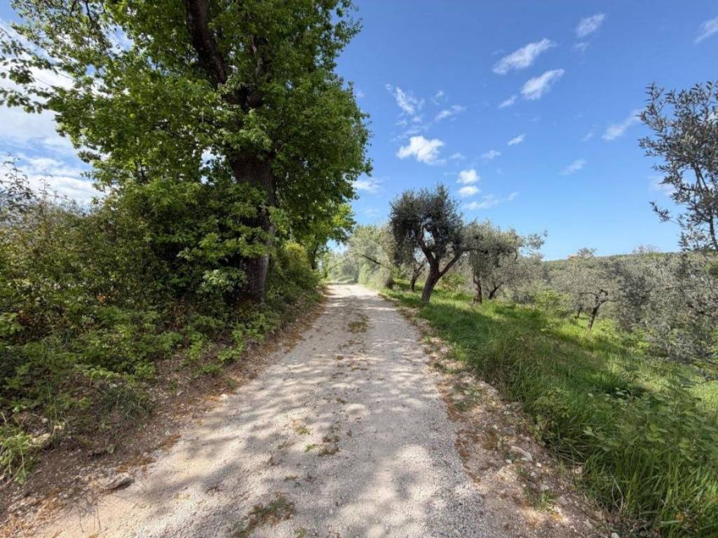 immagine annuncio 9 di 12