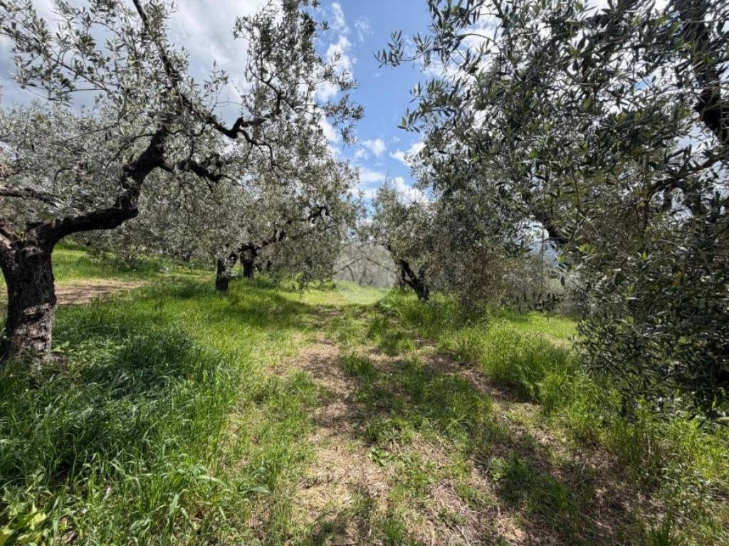 immagine annuncio 11 di 13