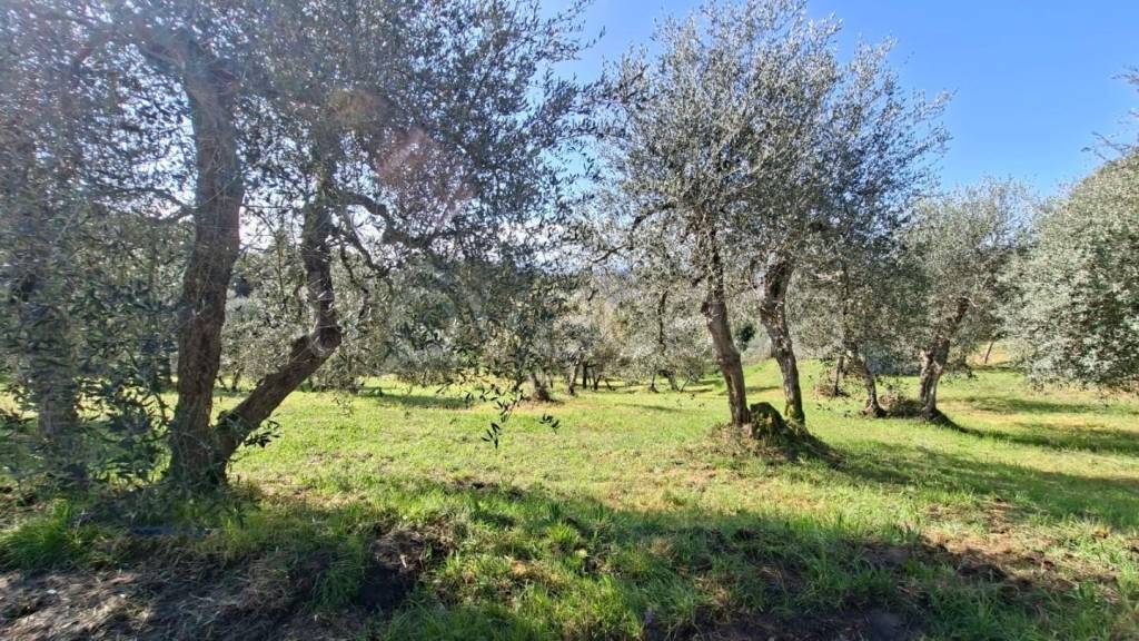 immagine annuncio 7 di 8