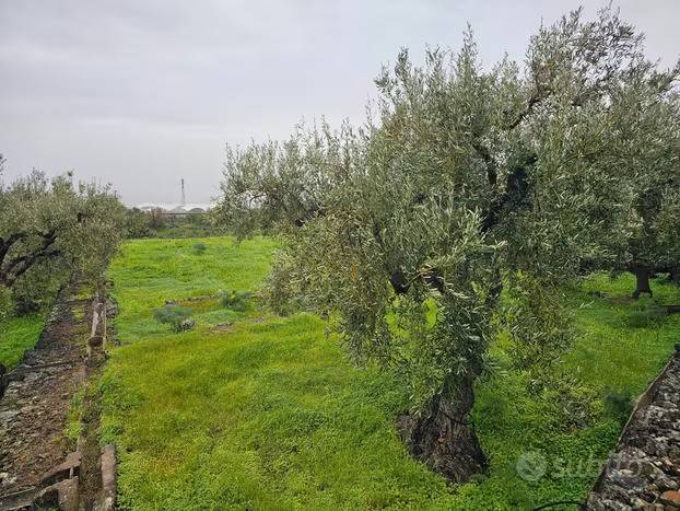 immagine annuncio 8 di 11