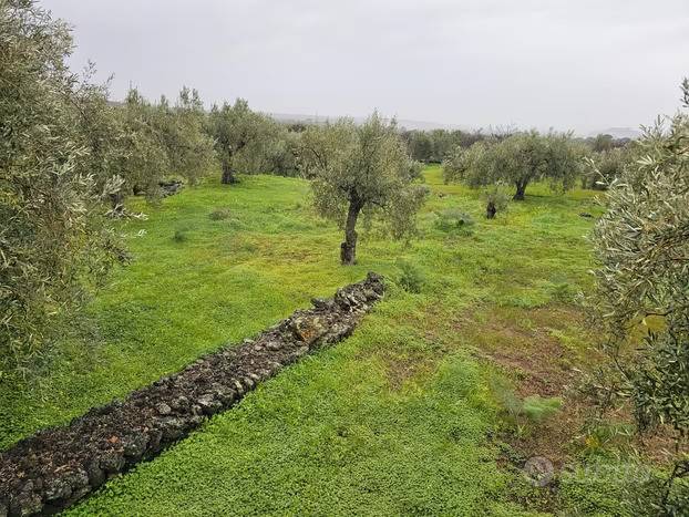 immagine annuncio 9 di 11