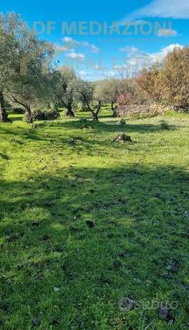 immagine annuncio 2 di 6
