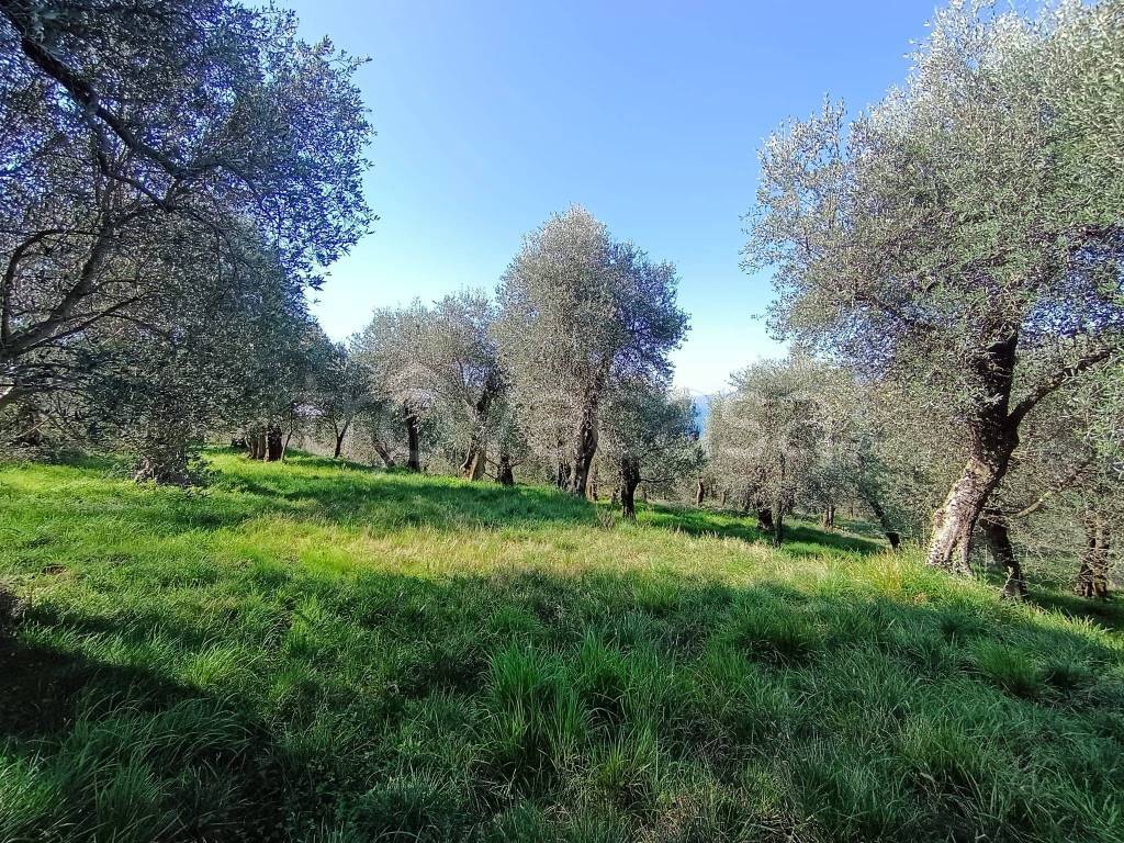 immagine annuncio 2 di 9