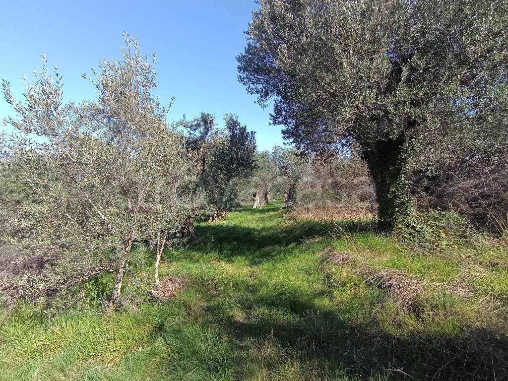 immagine annuncio 5 di 9