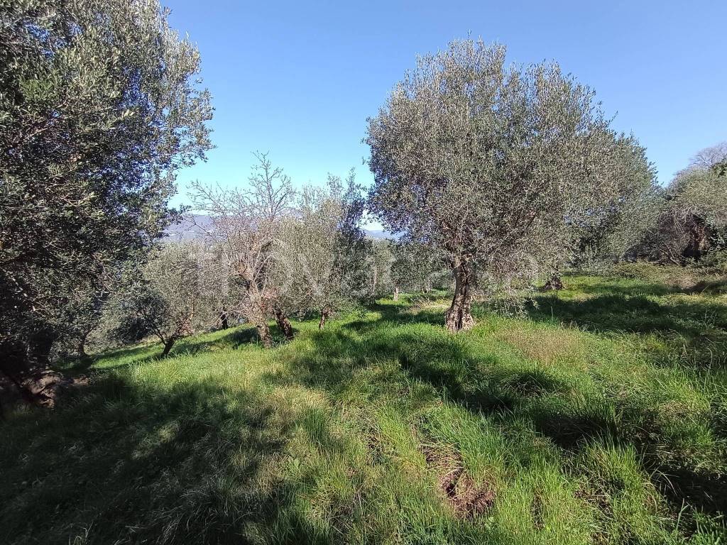 immagine annuncio 7 di 9